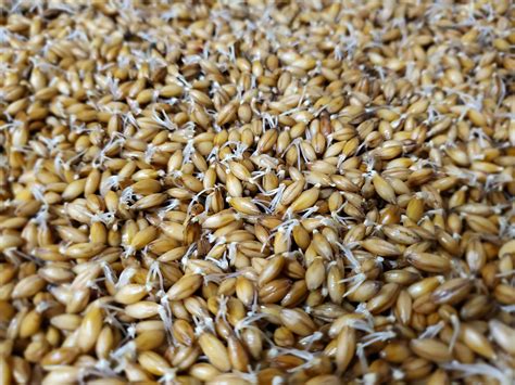 sprouting barley grains for chicken.